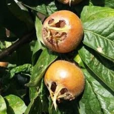 10 x Medlar Mespilus Germanica