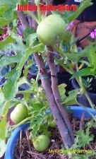  PAKISTANI/ INDIAN  PUNJABI TINDA 10, SEEDS.