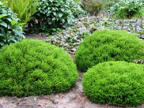 Hebe veronica shrub green - veronica,