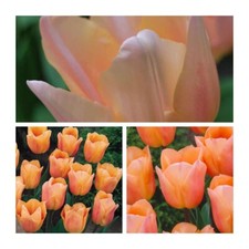 Apricot Beauty Tulip Flower