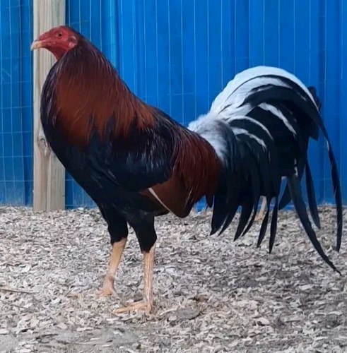 Chicken hatching eggs - 12,