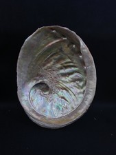 Giant red abalone sea shell 7.5" Smudging beach #14116