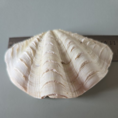 Vintage fluted clam shell - clam,