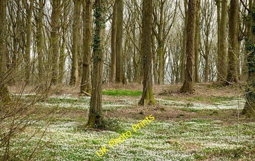Photo 6x4 anemone - photo, carpet