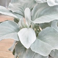 3 x Large Senecio Angel Wings