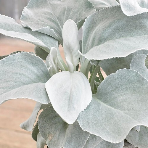 Large senecio angel wings - 3,
