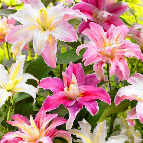 Mixed colour lilium asiatic - colour,