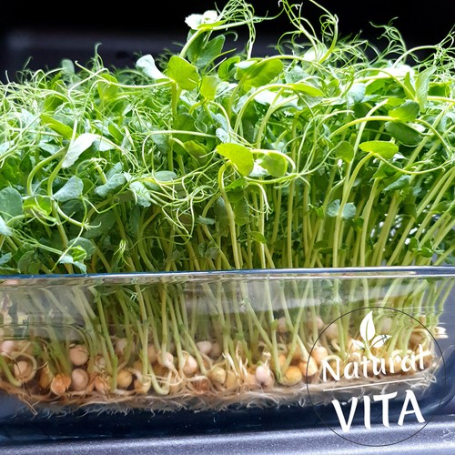 Organic pea shoots green - pea, salad