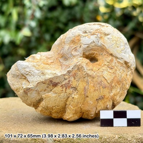 Rare cenoceras fossil nautilus