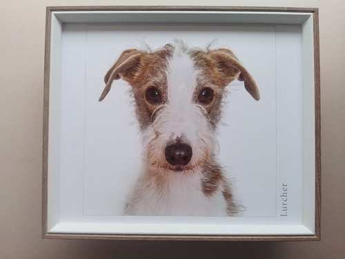 Dog portrait print lurcher - dog,