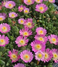 Delosperma Jewel of Desert