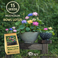 15 Multicolor Bowl Lotus Seeds