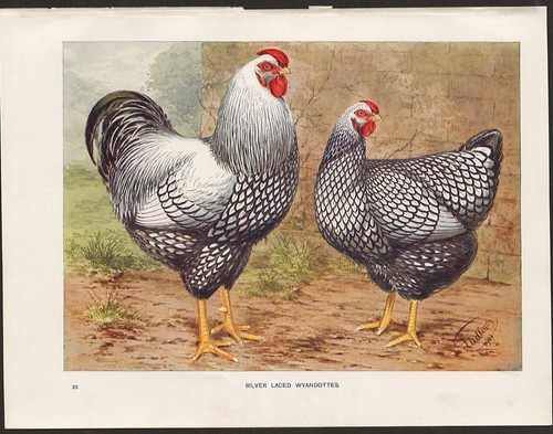 Chicken print silver laced - print,
