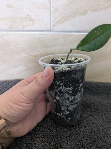 Hoya carnosa wax plant - hoya, potted