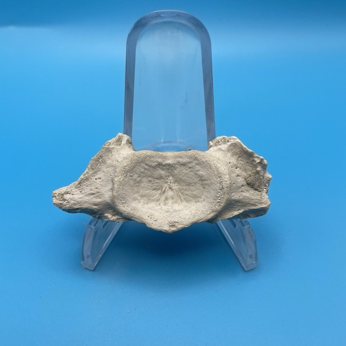 Dolphin vertebra fossil - vertebra,