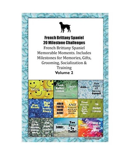 French brittany spaniel - brittany, 20