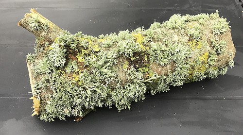 Large lichen log - large,