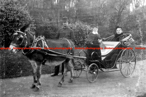 F014566 womens horse drawn - womens,