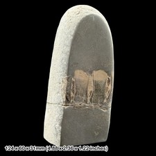 Ichthyosaur vertebrae fossil - ichthyosaur,