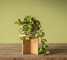 Brand New Large Wooden Bamboo