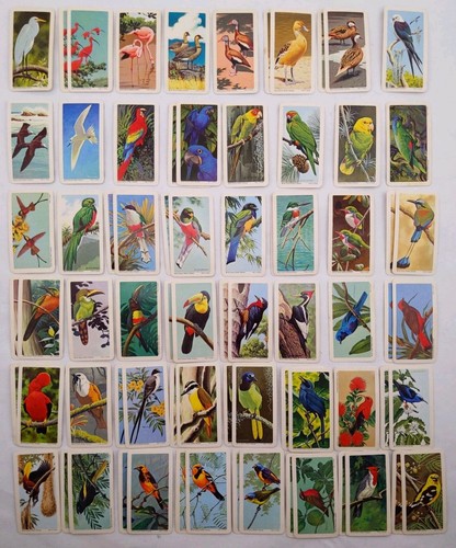 Full set tropical birds - set, of