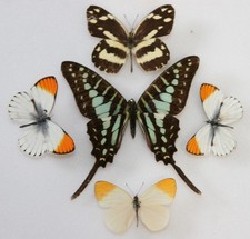 Real Butterfly specimens X5