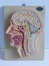 Vintage Anatomical Model of Human Head by Adam Rouilly