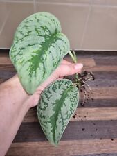 Scindapsus Pictus Exotica treubii / Trebie Silver Satin Rare Rooted 2 Leaves