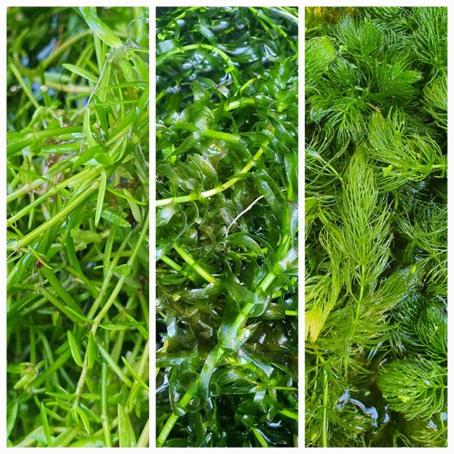 Oxygenating pond aquarium - &,