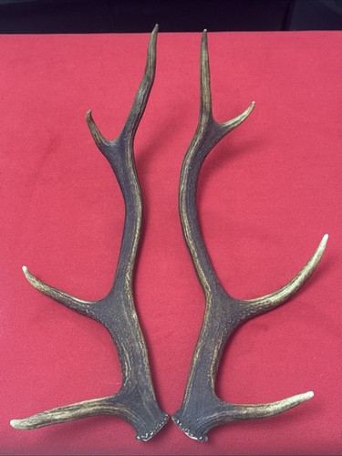 Pair red deer antlers 595g - pair,
