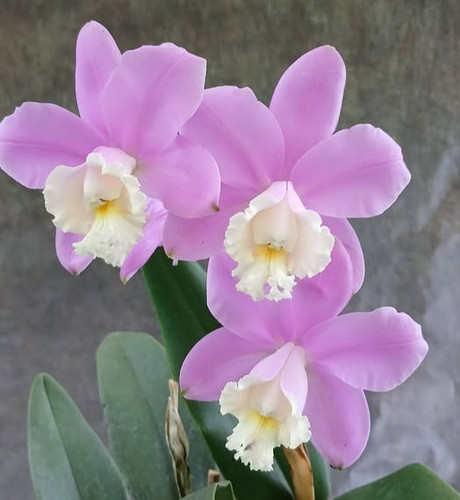 Cattleya harrisoniana species - cattleya,