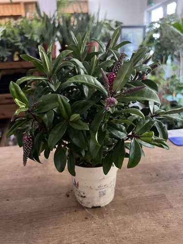 Hebe kirikau pink flowering - hebe,