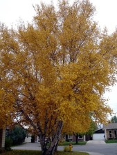 Paper Birch Tree - Betula papyrifera ?? UK Grown 20-40cm 9cm Pot