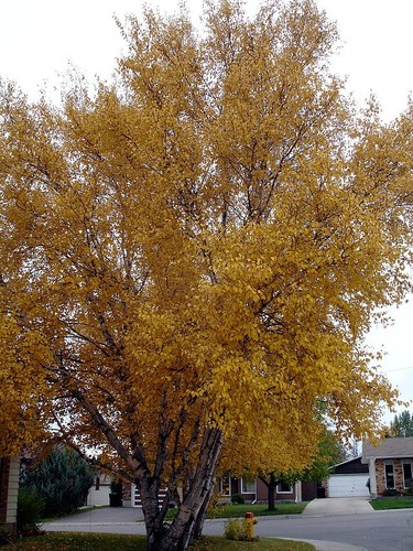 Paper birch tree betula - tree,