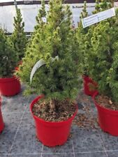 Picea Alberta Conica, xmas tree, dwarf spruce, evergreen