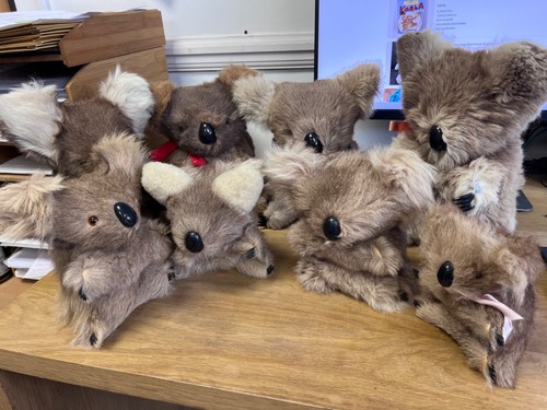 Cuddly colony koalas - a,