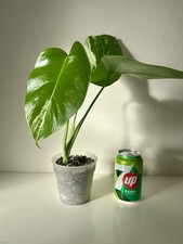 Monstera Deliciosa Albo