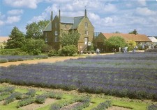 Postcard Norfolk Lavender, Caley Mill, Heacham, King’s Lynn, Norfolk. Unposted.