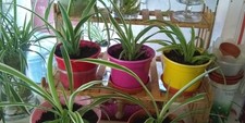YOUNG SPIDER PLANTS IN BRIGHT COLOURED POTS PREMIUM COMPOST. LOVELY HOUSEPLANTS.