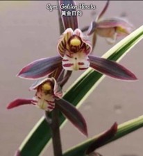 Cymbidium Golden Hinata