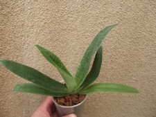 Rare Paphiopedilum sukhakulii