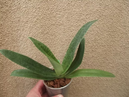 Rare paphiopedilum sukhakulii - paphiopedilum,