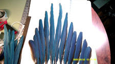 Naturally Molted Blue and Gold