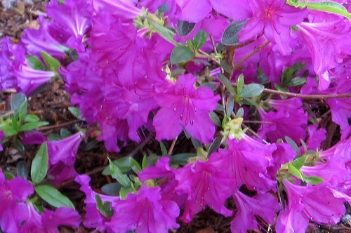 Japanese azalea collection - azalea,