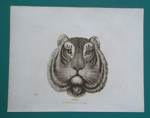 Head tiger 1818 original - tiger,