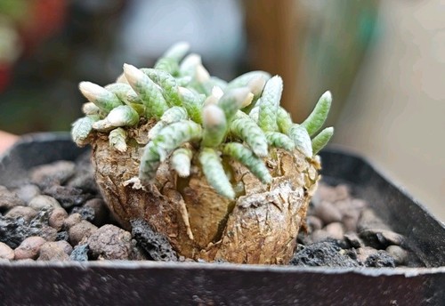 Avonia quinaria - avonia,