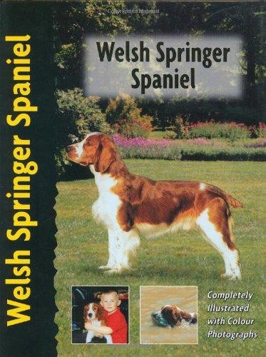 Welsh springer spaniel pet - springer, (pet