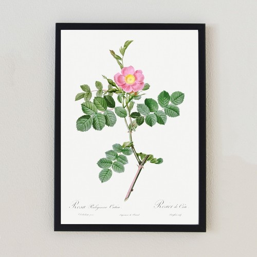 Antique botanical flower - antique,