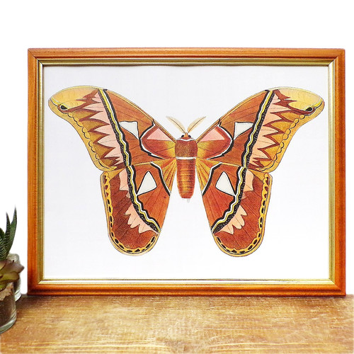 Butterfly art print framed - art,