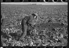 Mexican sugar beet worker's family near East Grand Forks,Minnesota,MN,FSA,1937,3